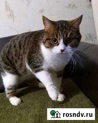 Кот в добрые руки Воронеж - изображение 1