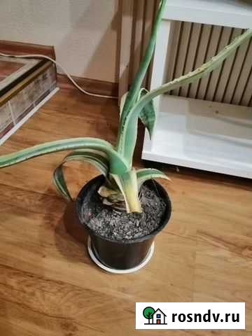 Агава Новокубанск - изображение 1