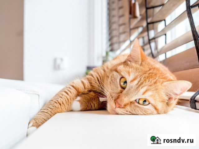 Временный дом для кошачьих Кемерово - изображение 1