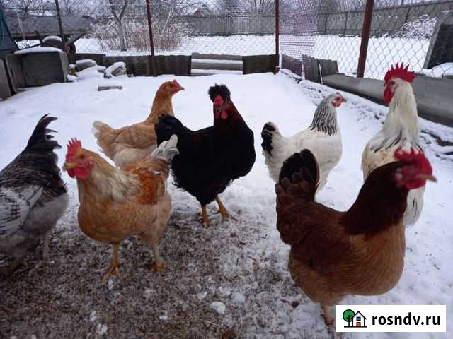 Петухи Клинцы - изображение 1