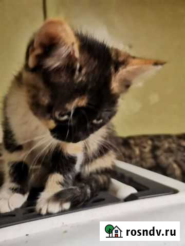 Кошки в добрые руки бесплатно Старый Оскол - изображение 1