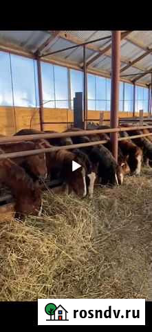 Жеребята тяжеловозы Казань - изображение 1