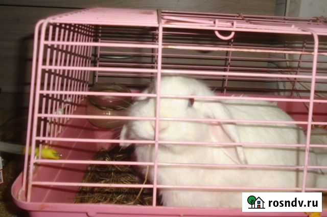 Кролик вислоухий баран девочка Ростов-на-Дону - изображение 1