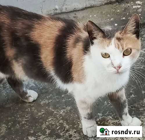 Кошка в дар Анапа - изображение 1