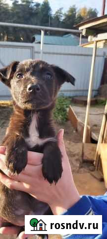 Щенки, мальчик и девочка в добрые руки Петушки - изображение 1