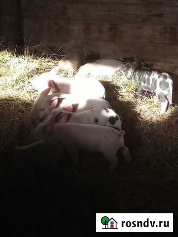 Поросенок ландрас Капустин Яр - изображение 1