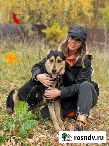 Семейная собачка, лучшая охранница Иваново - изображение 1