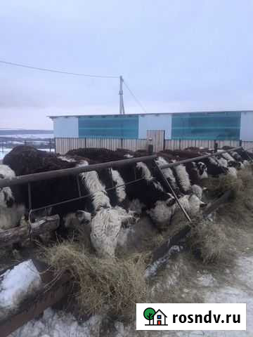 Герефорд Бирск - изображение 1