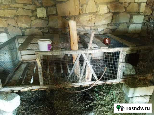 Клетка Мамедкала - изображение 1