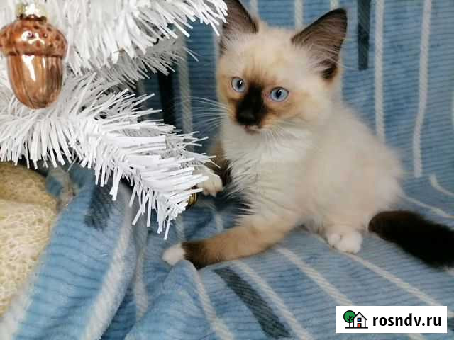 Невская маскарадная Москва - изображение 1