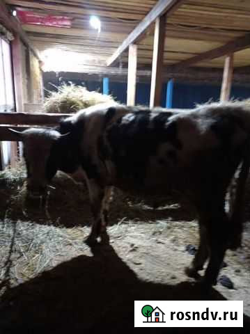 Бычки и быки Елизаветино - изображение 1