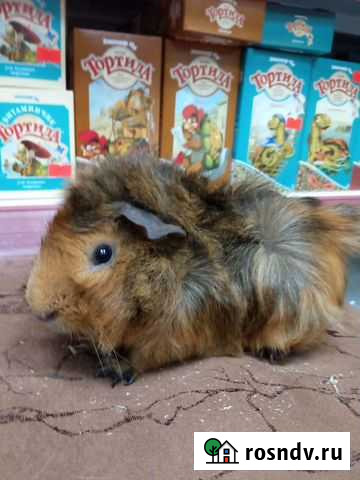 Морские свинки Мурманск - изображение 1