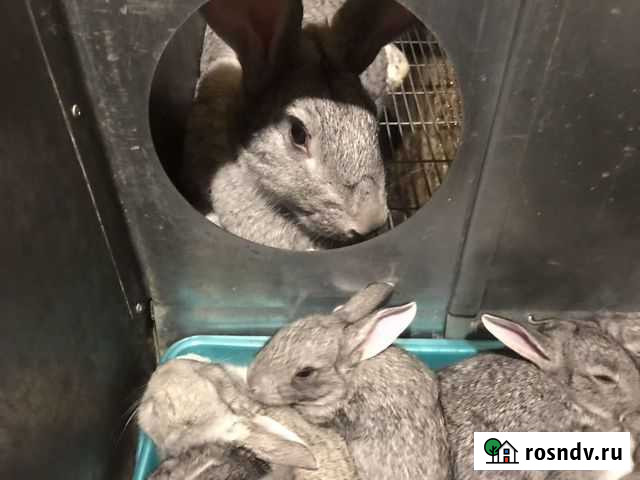 Кролики Советская шиншилла Домодедово - изображение 1