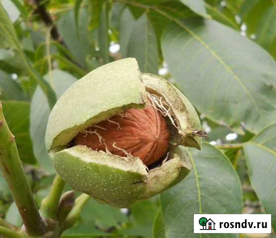 Грецкий орех Пластуновская - изображение 1