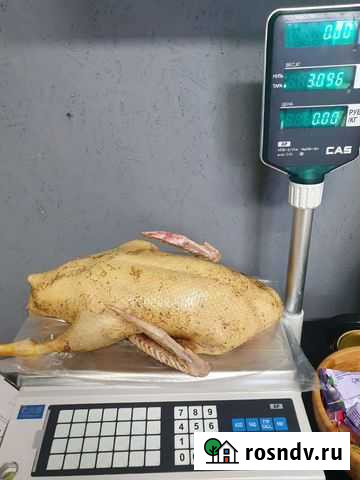 Мясо домашнее Можайск - изображение 1