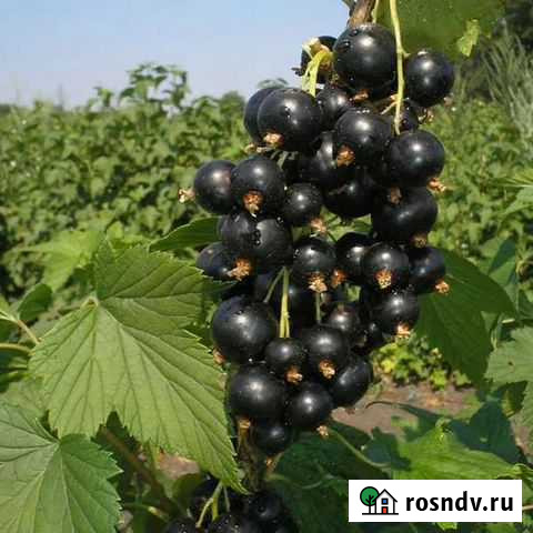 Смородина Тамерлан чёрная саженцы Новотитаровская - изображение 1