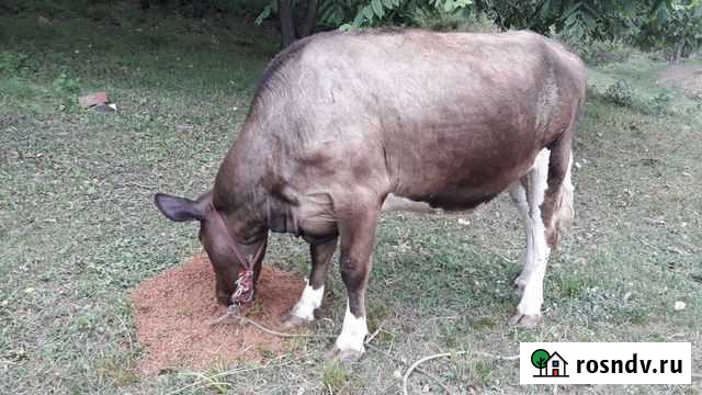 Продам коров Находка - изображение 1