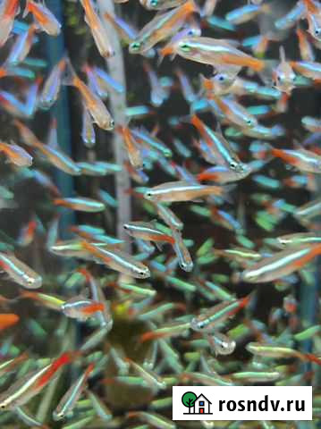 Неон голубой и данио гло Королев - изображение 1