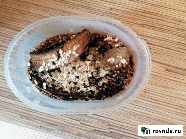 Жук знахарь (чернотелка) Санкт-Петербург - изображение 1