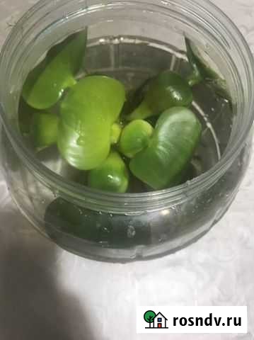 Эйкорния растение для аквариума Набережные Челны - изображение 1