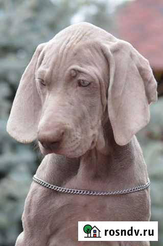Щенки Веймаранера Ульяновск - изображение 1