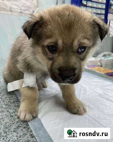Щенульки в добрые руки Раменское - изображение 1
