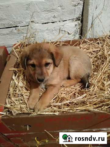 Щенок в добрые руки Белгород - изображение 1