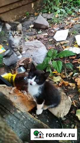 Котята в опасности Ликино-Дулево - изображение 1