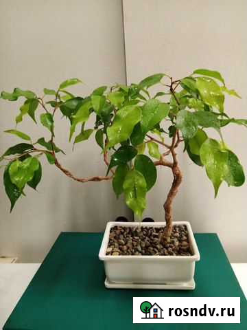 Дерево бонсай Барнаул - изображение 1