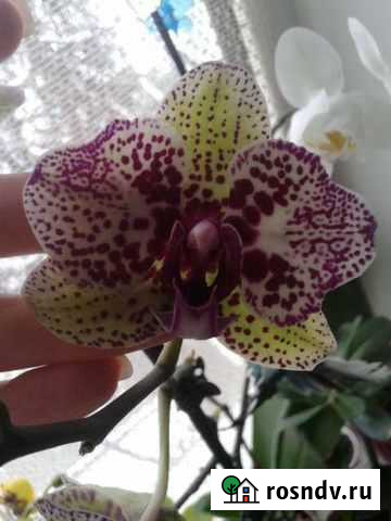 Бабочка клеопатры Армавир - изображение 1