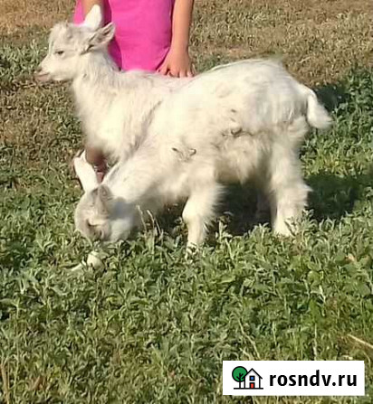 Коза и козлята Цильна - изображение 1
