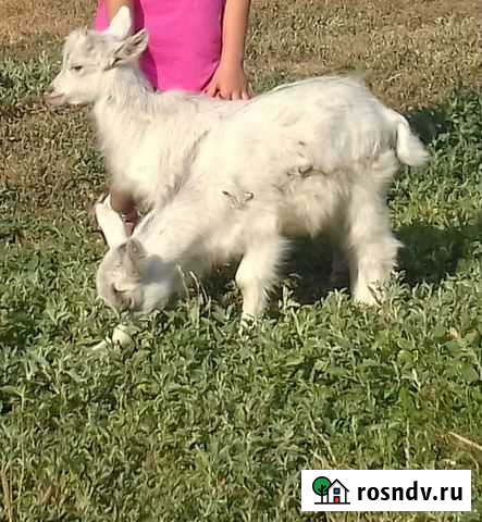 Коза и козлята Цильна - изображение 1