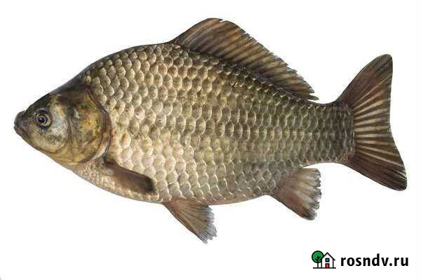 Живая рыба карась Макушино - изображение 1