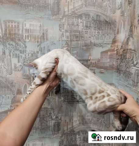 Бенгальский котик Воронеж - изображение 1