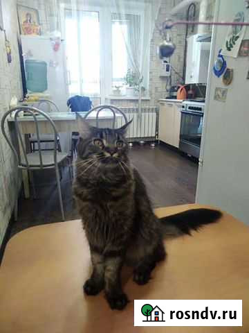 Мейн-кун бесплатно Ростов-на-Дону - изображение 1