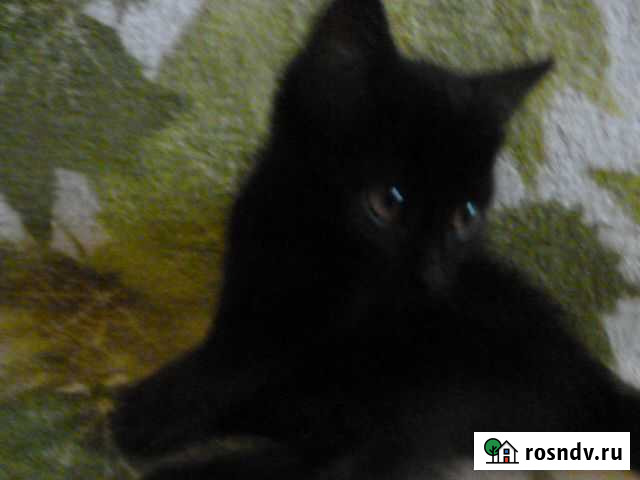 Котёнок мальчик Старый Оскол - изображение 1