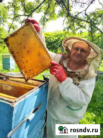 Продам оптом мёд 2021 года (разнотравие) Скородное - изображение 1