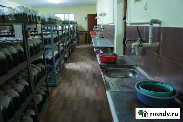 Ферма по разведению пиявок Ладожская - изображение 1