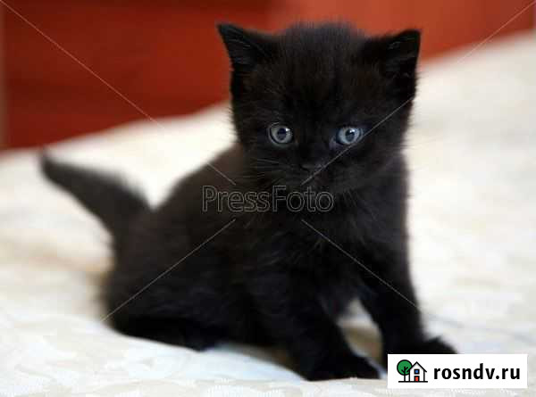 Котята в добрые руки Северный - изображение 1