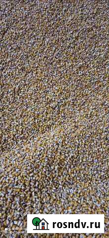 Кукуруза Гигант - изображение 1