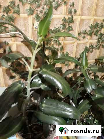 Домашние цветы бесплатно Астрахань - изображение 1