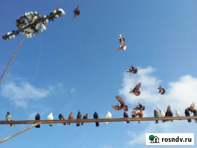 Голуби Приморско-Ахтарск - изображение 1