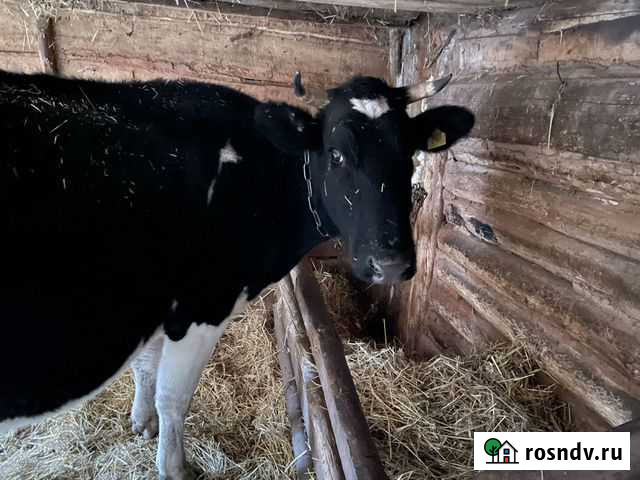 Корова Чекмагуш - изображение 1