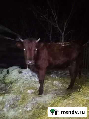 Корова стельная (нетель) Большегривское - изображение 1