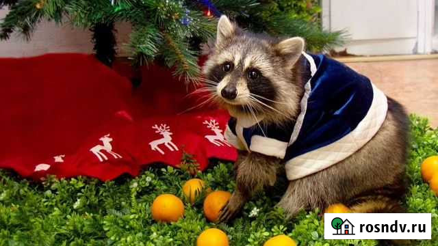 Енот Москва - изображение 1