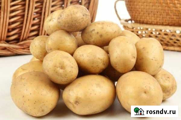 Продам картофель (супер) Великий Устюг - изображение 1