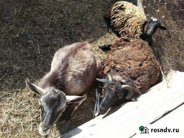 Бараны на лошадь Шадринск - изображение 1