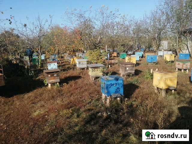 Мед Пересвет - изображение 1