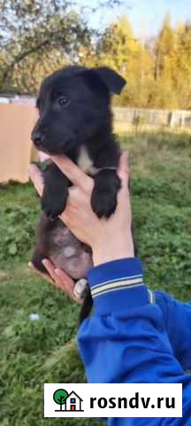 Щеночки мелкаши в добрые руки Покров - изображение 1