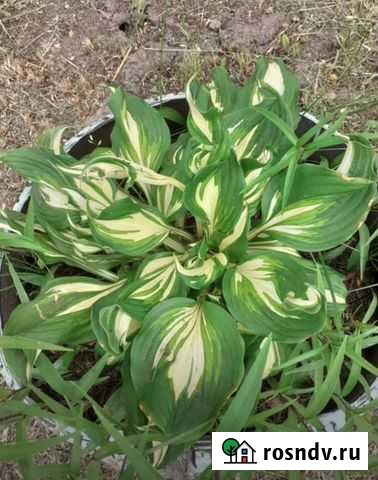 Хосты Череповец - изображение 1